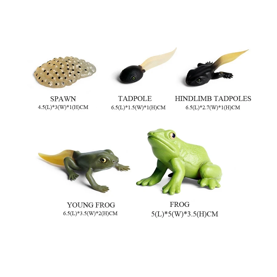 Frogs Models Wild Animals Figu - đánh giá và giá Kids Toys Reviews